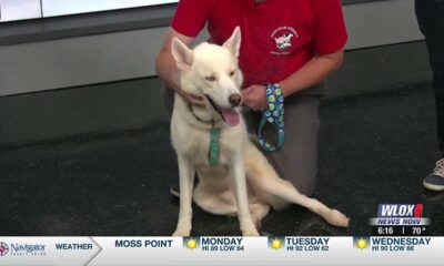 Meet Siberian Husky 'Ruger' from the Hancock Co. Animal Shelter