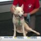 Meet Siberian Husky 'Ruger' from the Hancock Co. Animal Shelter