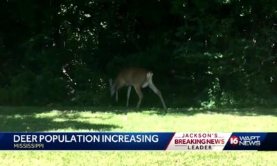 Deer Population Increase