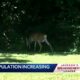 Deer Population Increase