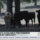 Assistance available for Mississippi farmers impacted by drought