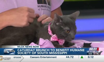 Happening October 14: Caturday Brunch