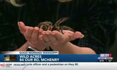 CREEPY CRAWLERS: GMM crew faces fears with Halloween animal challenge