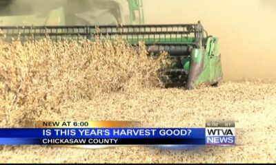 Mississippi farmers work hard to harvest the soybean crop