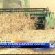 Mississippi farmers work hard to harvest the soybean crop