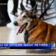 Mississippi State K9 retires