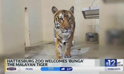 Hattiesburg Zoo welcomes new Malayan Tiger