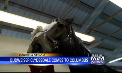 Clydesdales to participate in 2023 Tupelo Christmas parade