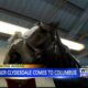 Clydesdales to participate in 2023 Tupelo Christmas parade