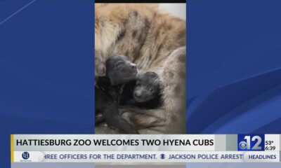 Hattiesburg Zoo welcomes two hyena cubs