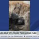 Hattiesburg Zoo welcomes two hyena cubs