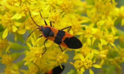 Goldenrods Feed So Many Critters