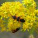 Goldenrods Feed So Many Critters