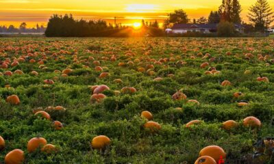 The Pumpkin Patch, Where Memories Are Made