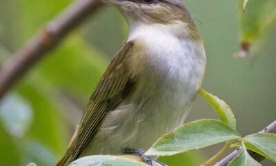 Channeling Judy Toups – The Grand Dame of MS Coast Birding