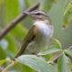 Channeling Judy Toups – The Grand Dame of MS Coast Birding