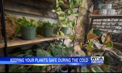 Keeping your plants safe during the cold weather