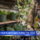 Keeping your plants safe during the cold weather