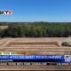 Drought impacting sweet potato harvest