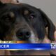 Pet of the Week – Spencer