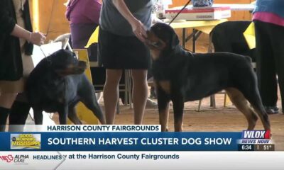 12th annual Mississippi Gulf Coast Kennel Club Dog Show underway