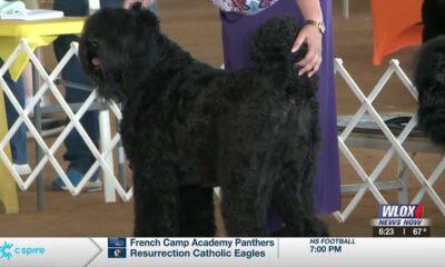 Gulf Coast Harvest Cluster dog show breeds winners