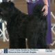 Gulf Coast Harvest Cluster dog show breeds winners