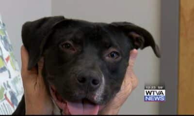 Pet of the Week - Carter