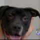 Pet of the Week - Carter