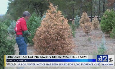 Mississippi drought conditions affect Christmas tree farmers