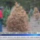 Mississippi drought conditions affect Christmas tree farmers