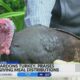 Mississippi governor pardons turkey, announces poultry donation