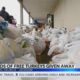 Hundreds of free turkeys given away in Jackson