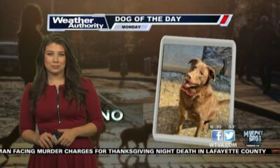 Dog Walk Forecast – Nov. 27, 2023