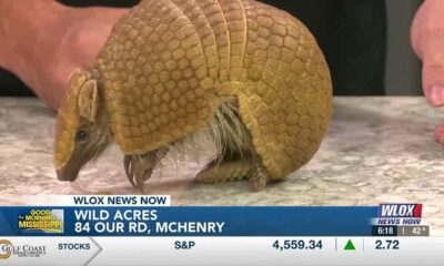 Peaches the armadillo visits GMM set