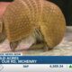 Peaches the armadillo visits GMM set