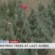 LAZY ACRES CHRISTMAS TREES