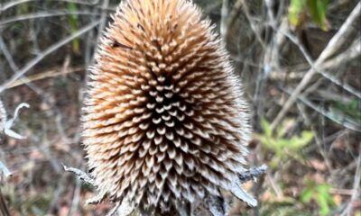 Seed Heads – Winter Beauty and Food for Birds