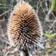 Seed Heads – Winter Beauty and Food for Birds