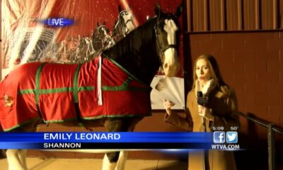 WTVA meets famous Budweiser Clydesdale – Part 2