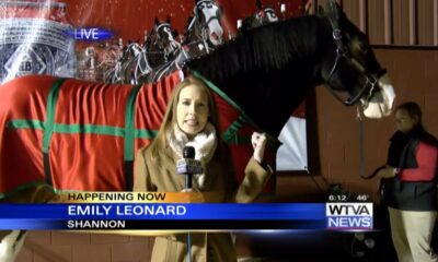 WTVA meets famous Budweiser Clydesdale – Part 1