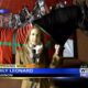 WTVA meets famous Budweiser Clydesdale – Part 1