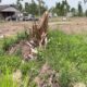 Silver City family loses home to fire after March tornado