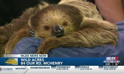 WATCH: 'Sammy the Sloth' gifted new sloth friend for Christmas