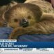 WATCH: 'Sammy the Sloth' gifted new sloth friend for Christmas