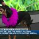 Pepsi Pet of the Week: Alesso (12/26/2023)