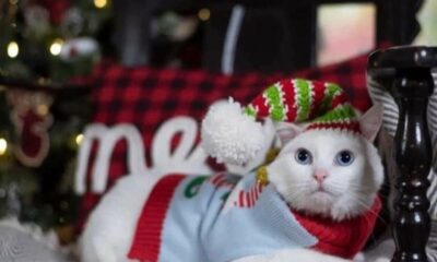 Wesley and Bill show off photos of your pets in their best Christmas attire