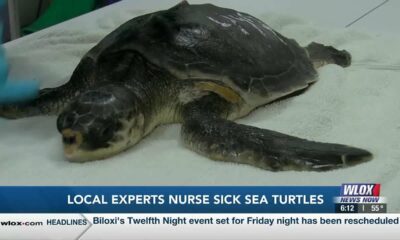 Coast teams nurse sick, endangered sea turtles back to wild to save species