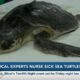 Coast teams nurse sick, endangered sea turtles back to wild to save species