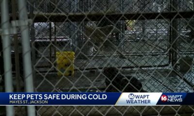 Bring your pets in out of the cold